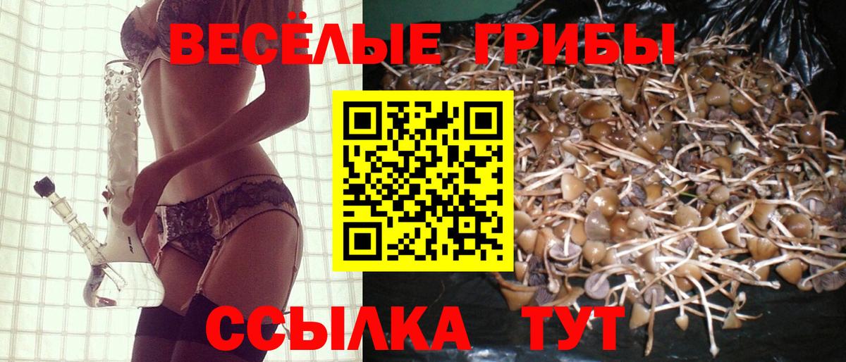 Псилоцибиновые грибы Psilocybine cubensis Краснодар